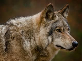 Jullie vragen over de wolf beantwoord: 'Veel dieren profiteren van de wolf'