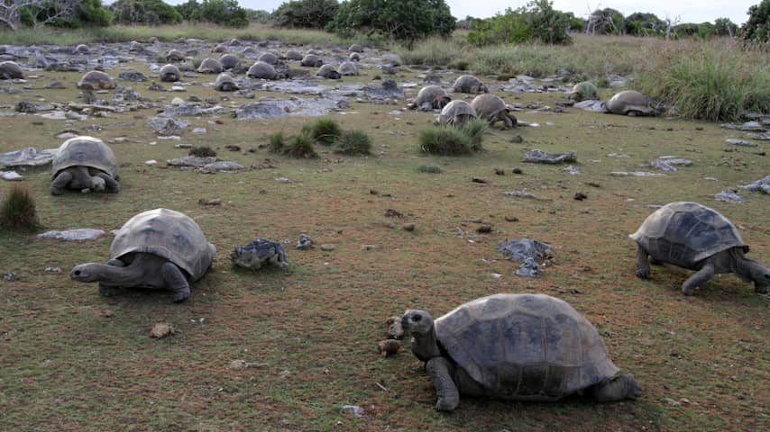 Schildpadden op Seychellen van rand van uitsterven naar recordaantal