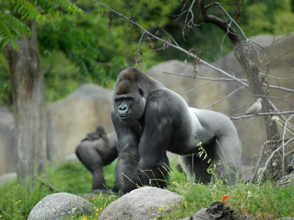 Bokito blijkt jaar na dood niet te vervangen, nu valt zijn familie uiteen