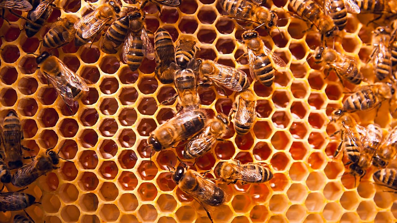 33FT biologische bijenwas gecoate hennepwieken voor het