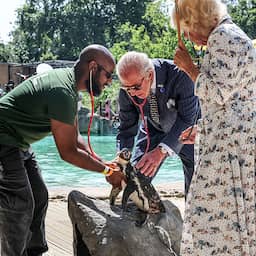 Video | Koning Charles onderzoekt pinguïns met stethoscoop in Londense dierentuin