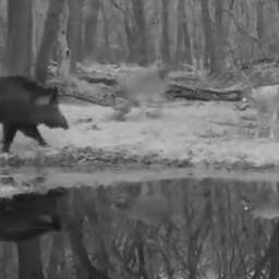 Video | Wildcamera filmt hoe wild zwijn wolven van zich afbijt op Veluwe
