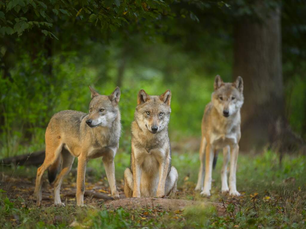 Wolven in Drenthe stellen hun menu anders samen dan wolven op de Veluwe