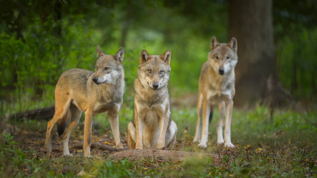 Wolven in Drenthe stellen hun menu anders samen dan wolven op de Veluwe