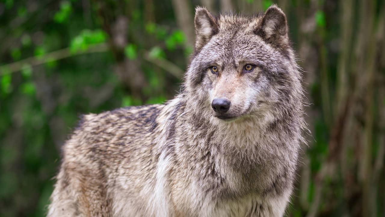 Wolf doodgeschoten op Utrechtse Heuvelrug, mogelijk probleemwolf 'Bram'