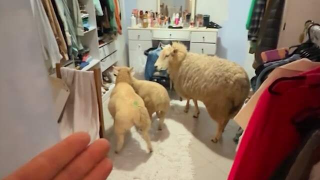 Braziliaanse ziet opeens schapen in haar inloopkast snuffelen