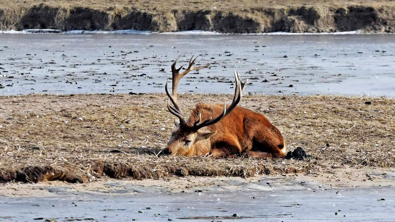 Staatsbosbeheer moet 1.600 edelherten afschieten in Oostvaardersplassen