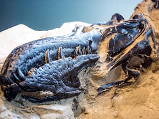 'Jonge T. rex' blijkt na onderzoek helemaal geen T. rex te zijn: 'Dit verandert alles'