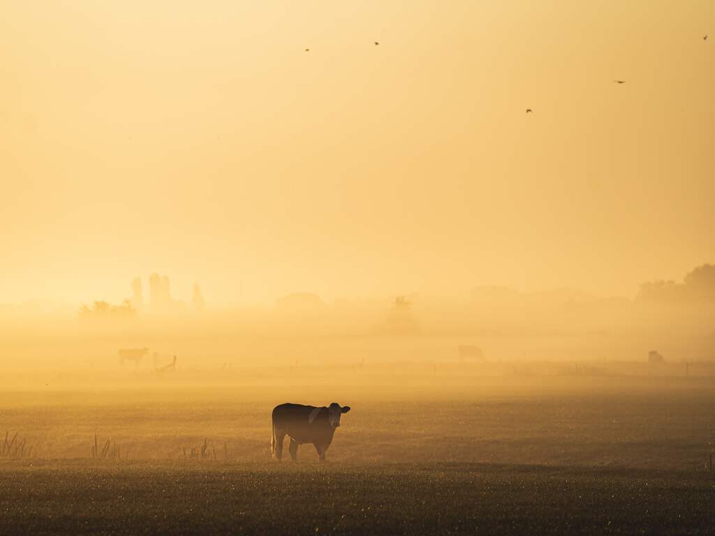 Weekendweerbericht | Mist is terug van weggeweest, maar ook volop zon