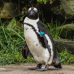 Opnieuw pinguïns overleden in Beekse Bergen na ziekteverschijnselen