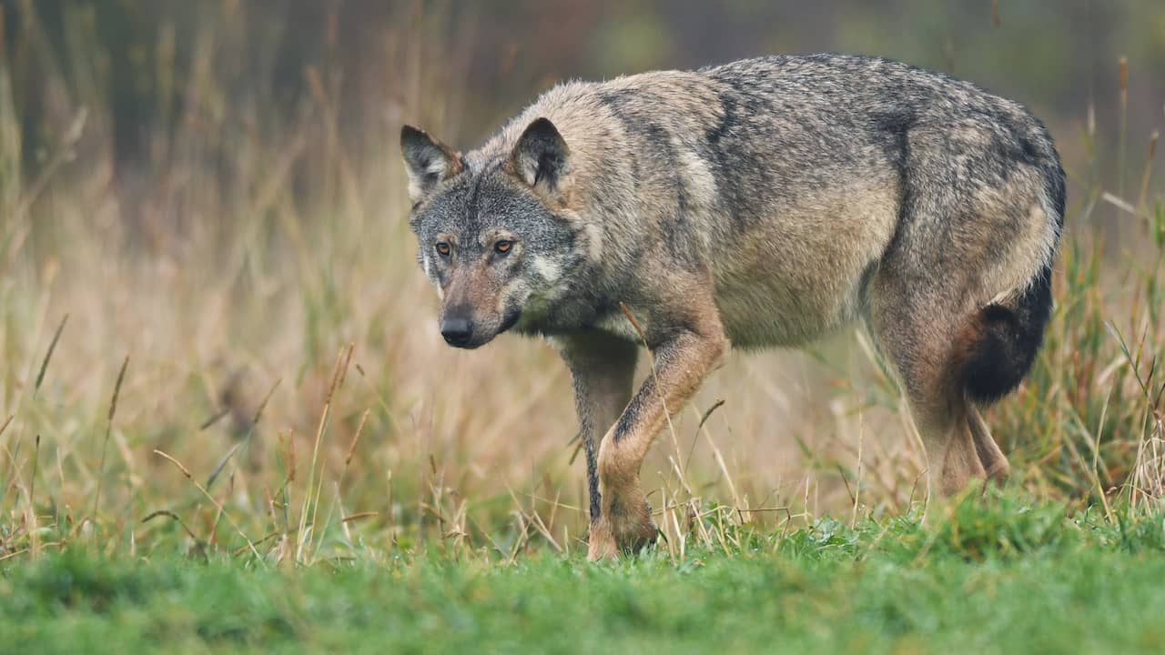 Verreweg meeste schapen die door wolf zijn aangevallen waren slecht beschermd