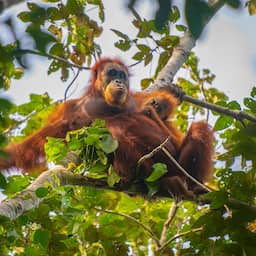 Overstroming op Sumatra die zeldzaamste apen wegspoelde dode