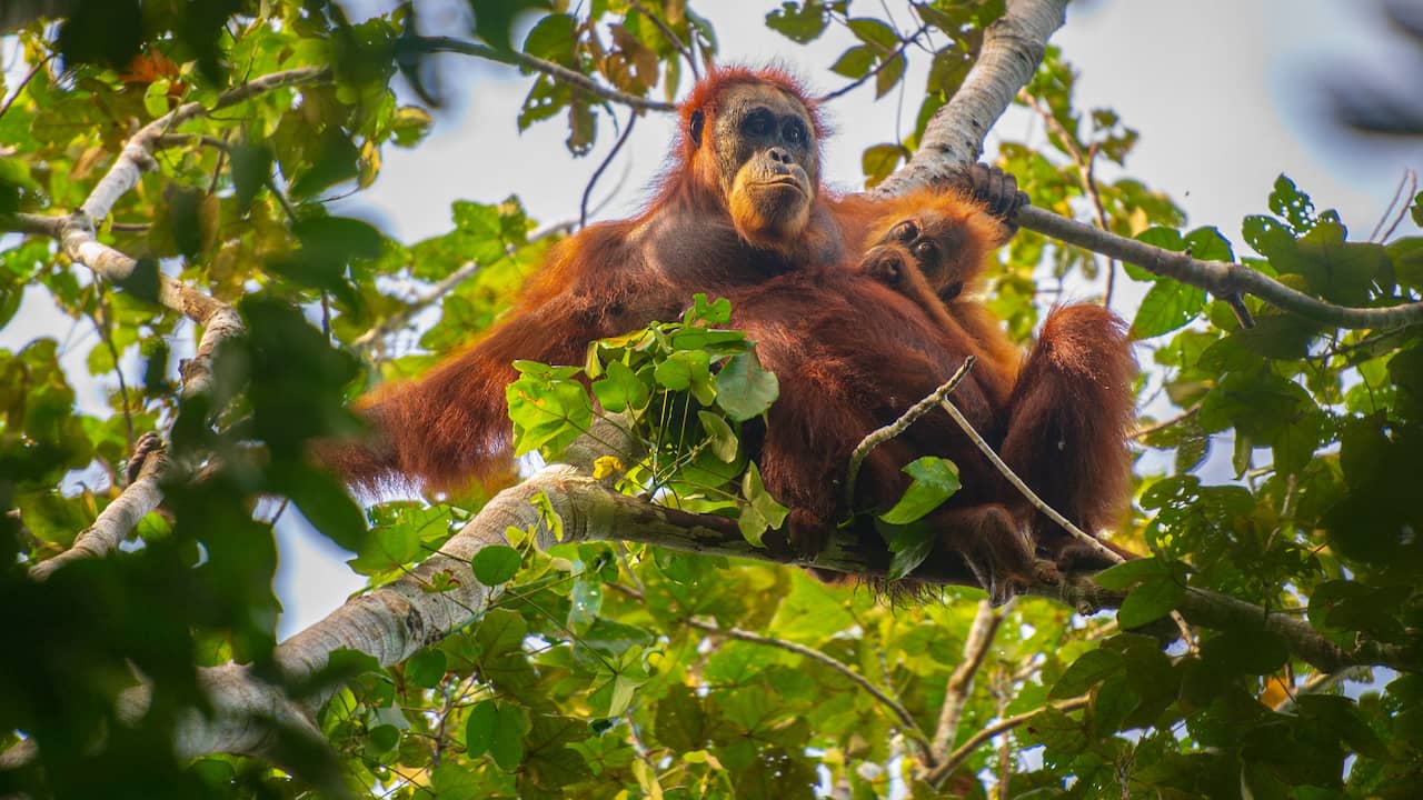 Overstroming op Sumatra die zeldzaamste apen wegspoelde dodelijker dan gedacht
