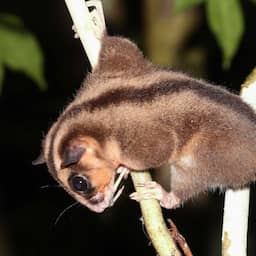 6.000 jaar uitgestorven gewaande buideldieren duiken op in jungle West-Papoea