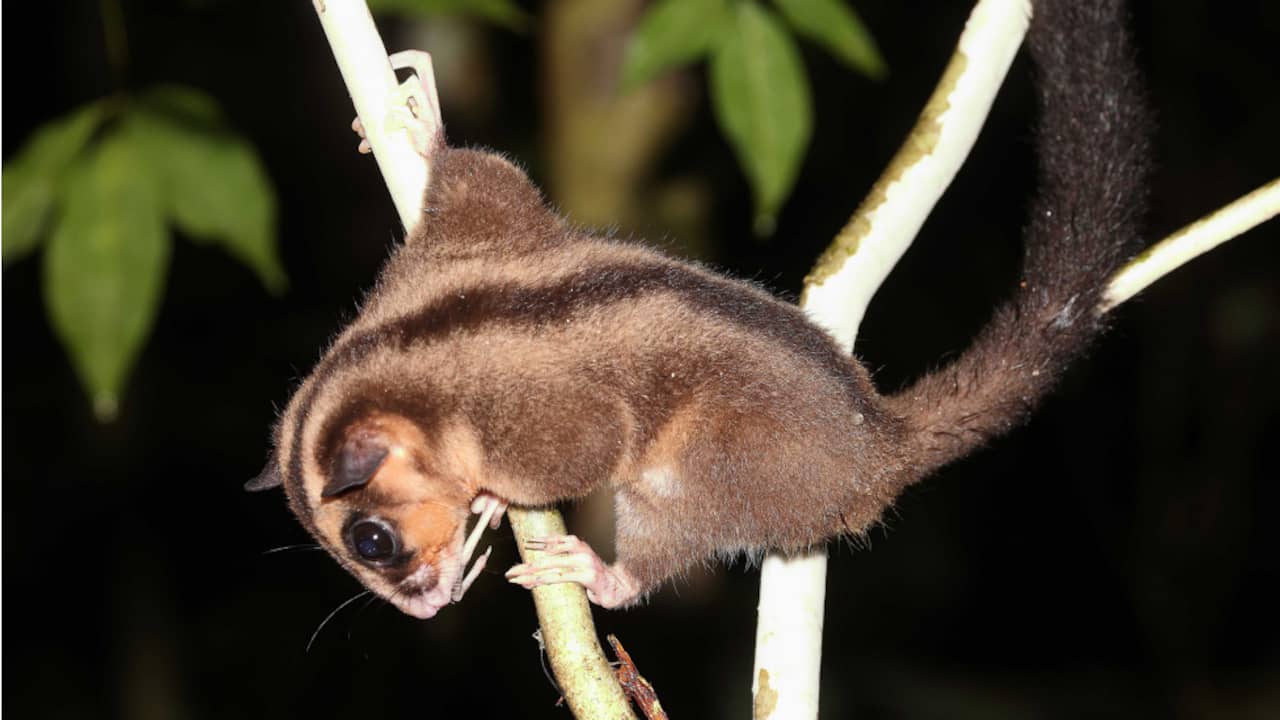 Twee buideldieren ontdekt die duizenden jaren lang als uitgestorven golden