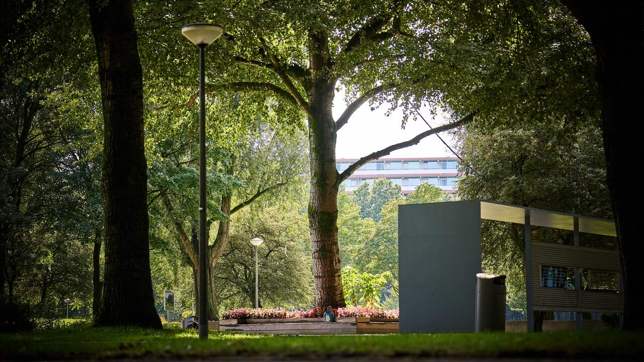 Help mee jonge bomen redden in het Delftse Hout