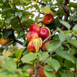 Appels peren hem uit de schappen van de supermarkt na slechte oogst