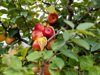 Appels peren hem uit de schappen van de supermarkt na slechte oogst