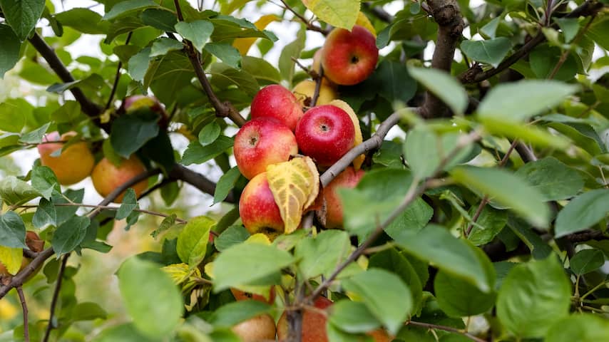 Appels peren hem uit de schappen van de supermarkt na slechte oogst