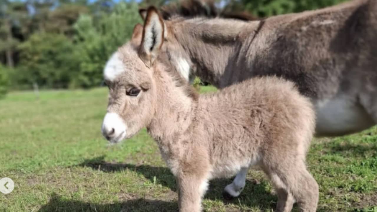 Zwaar mishandeld ezeltje dood in Brabantse wei gevonden, politie zoekt getuigen