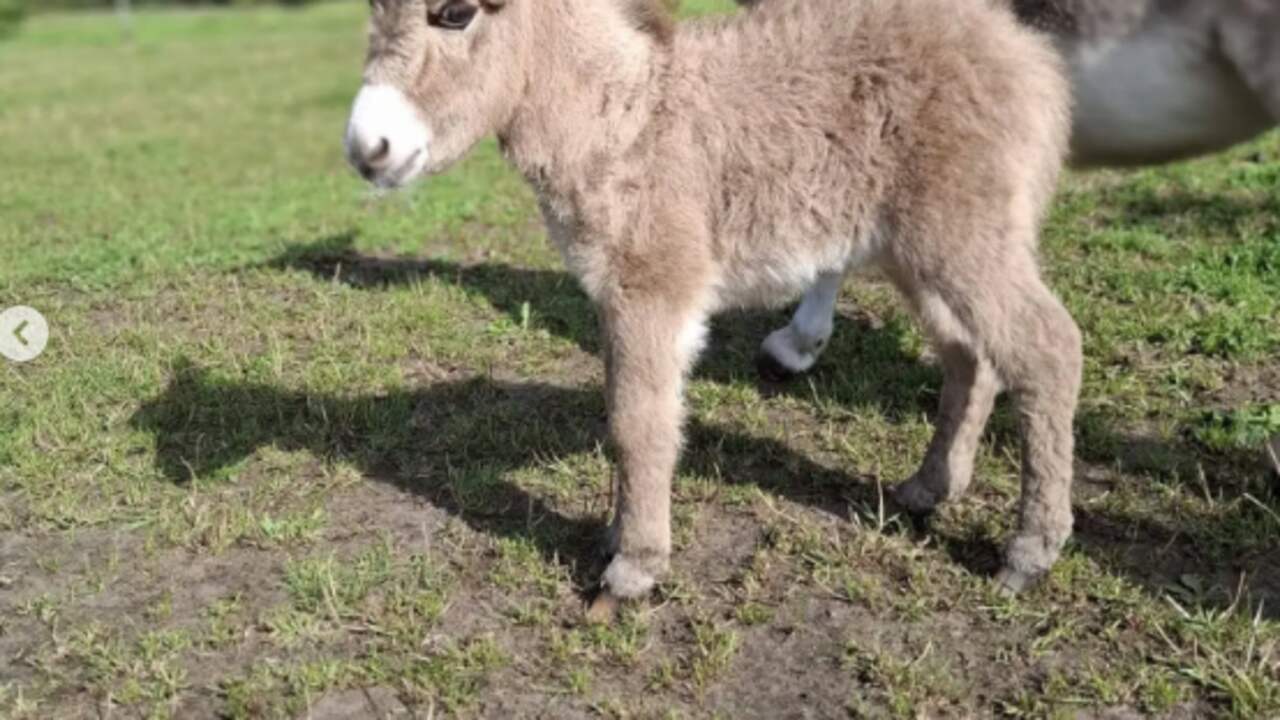 Foto bij Zwaar mishandeld ezeltje dood in Brabantse wei gevonden, politie zoekt getuigen