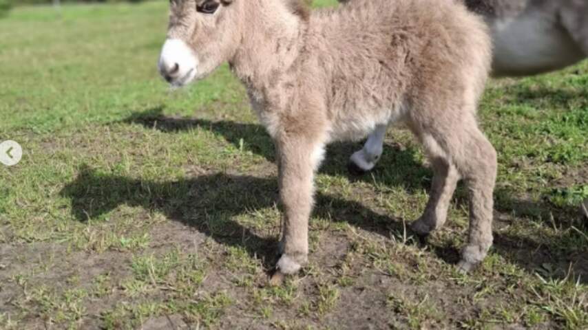 Foto bij Zwaar mishandeld ezeltje dood in Brabantse wei gevonden, politie zoekt getuigen
