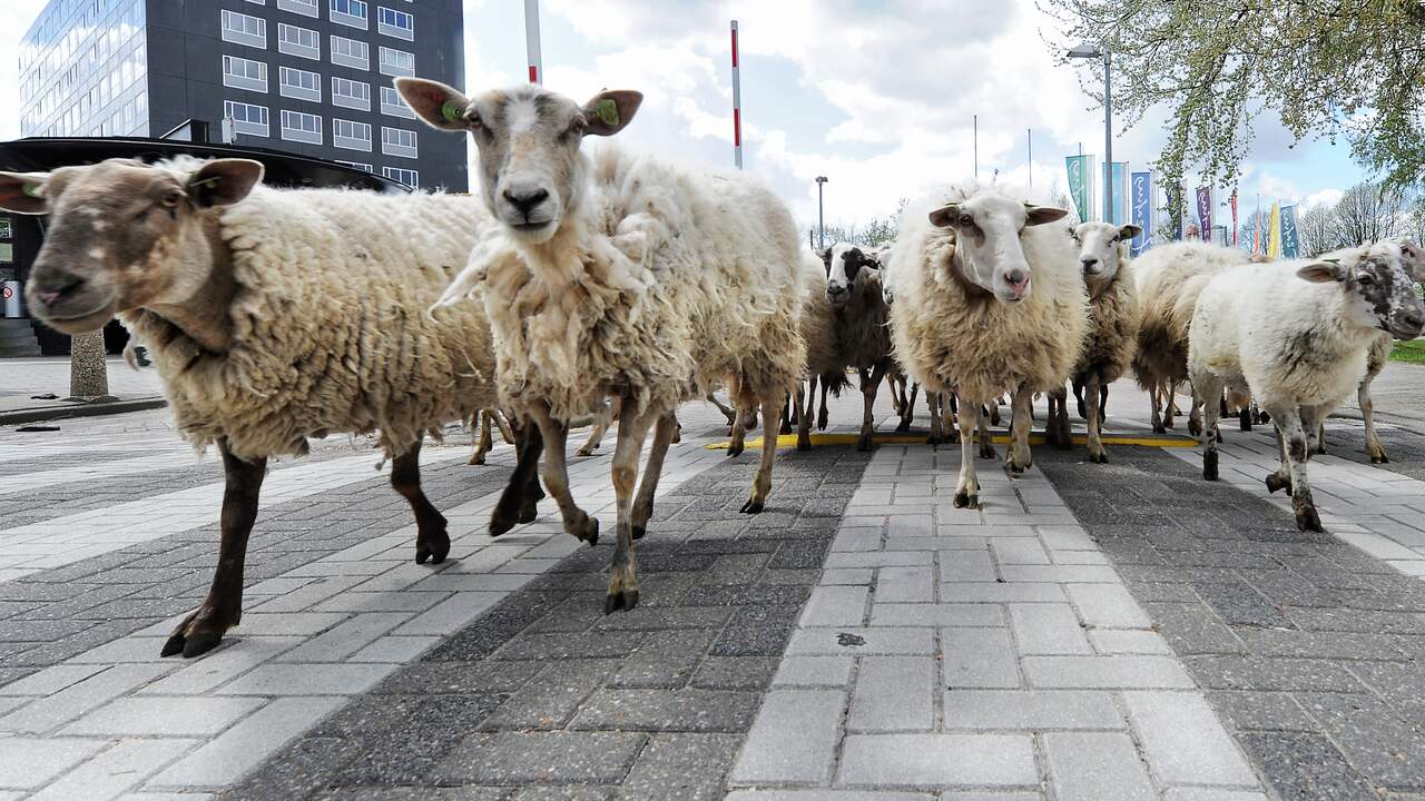 Ruim vijfhonderd schapen trekken dinsdag dwars door Middelburg