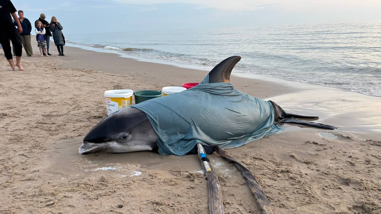 Levende witsnuitdolfijn aangespoeld bij Egmond aan Zee: 'Zeldzaam in Nederland'
