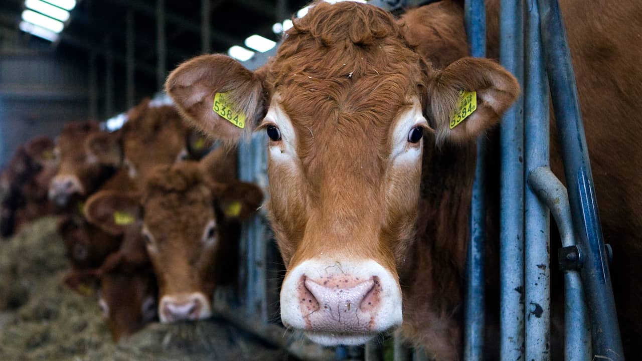 Ontsnapte koe leeft al zes weken in bossen van Lettele