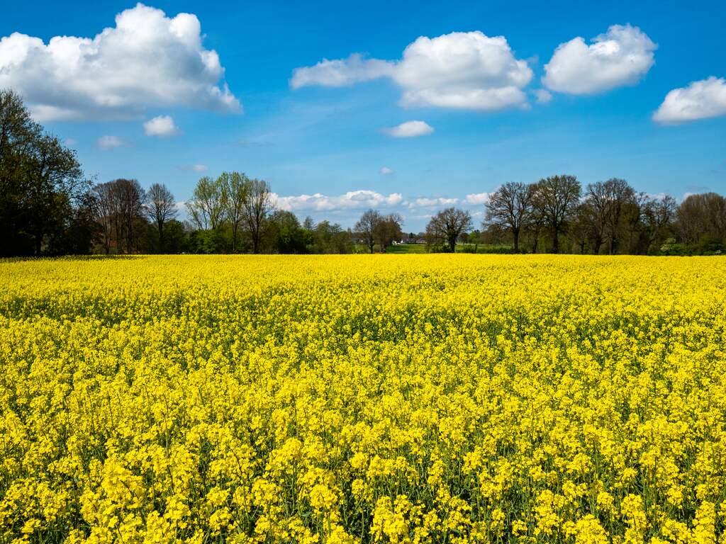 Weekweerbericht: een kleine temperatuurdip, maar wel mooi lenteweer