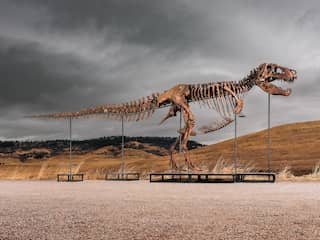 Skelet van tyrannosaurus rex geveild voor recordbedrag van 50 miljoen dollar