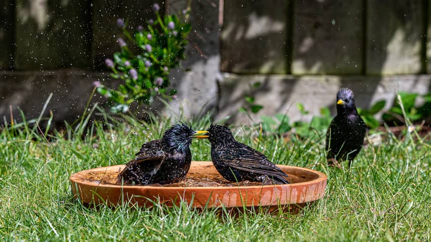 De vogelopvang heeft het druk, want de mussen vallen letterlijk van het