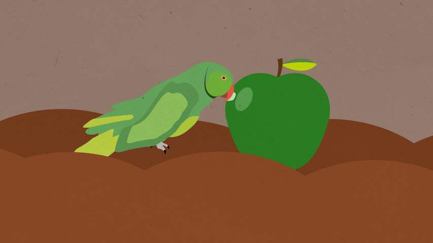 Van parel tot plaag: hoe de halsbandparkiet in Nederland kwam