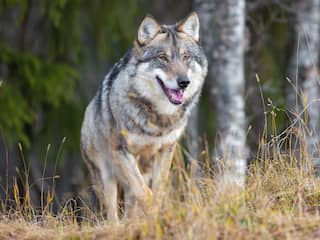 Wolfwerend hek toch nog niet verplicht om geld voor doodgebeten vee te krijgen