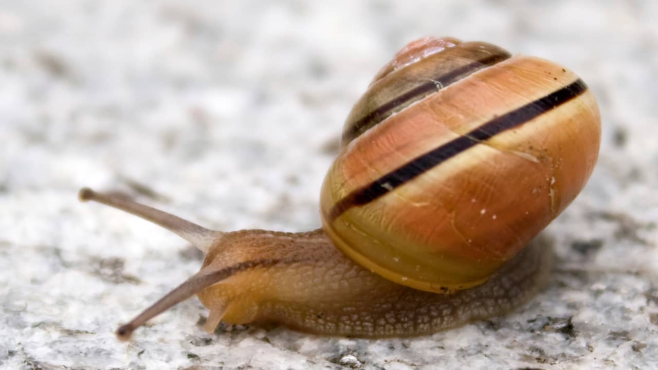 Slakke Slakken nemen complexe beslissingen met twee hersencellen | Wetenschap ...