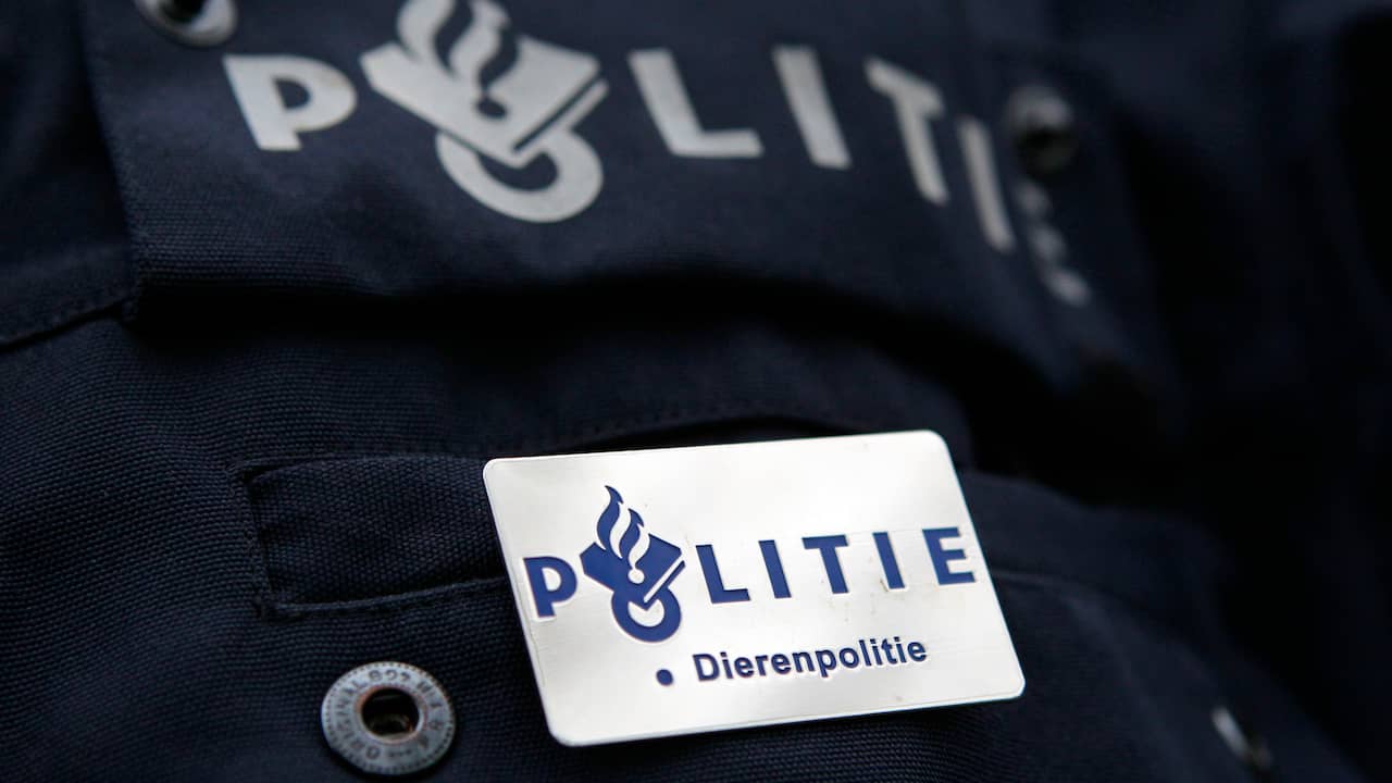 Eigenaar hondenpension waar tien honden overleden in één nacht wordt vervolgd