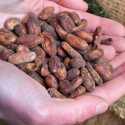 Lindt aangeklaagd in VS voor vermeende kinderarbeid in Afrikaanse cacaoketen