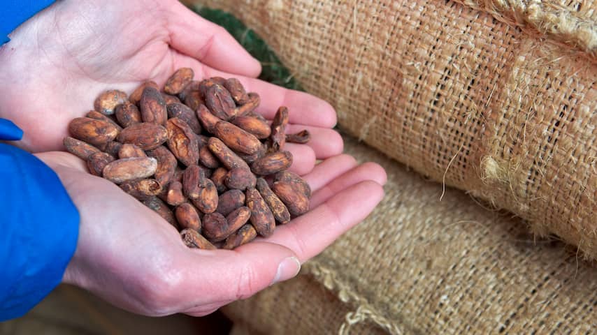 Lindt aangeklaagd in VS voor vermeende kinderarbeid in Afrikaanse cacaoketen