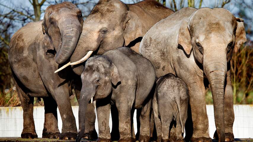 Dinsdag 7 januari: De vier olifanten die door ruzies weg moesten uit Dierenpark Emmen, zijn zonder problemen ontvangen door de enige overgebleven mannelijke olifant in Dierenrijk in Nuenen.