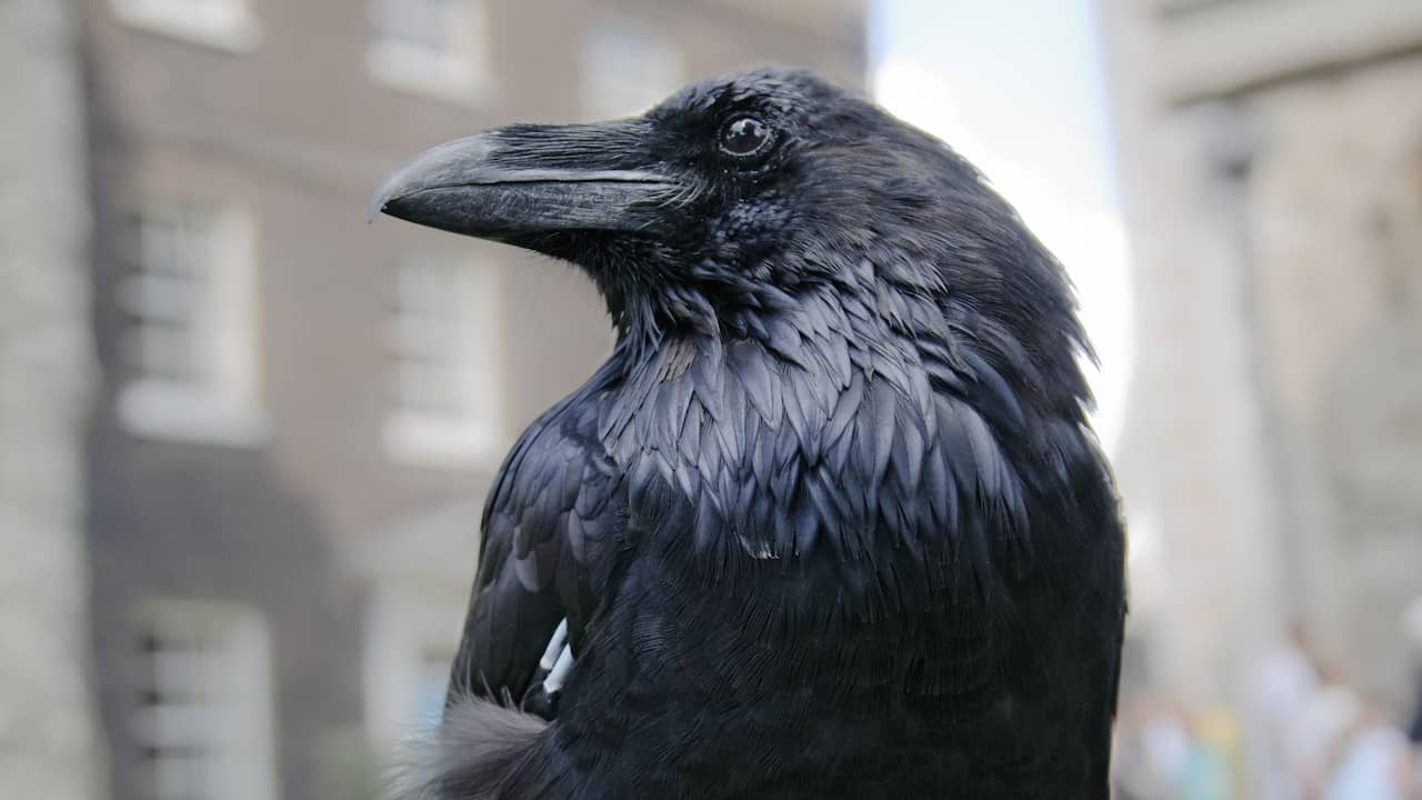 Studie: 'Raven zijn net zo intelligent als mensapen' | Wetenschap | NU.nl