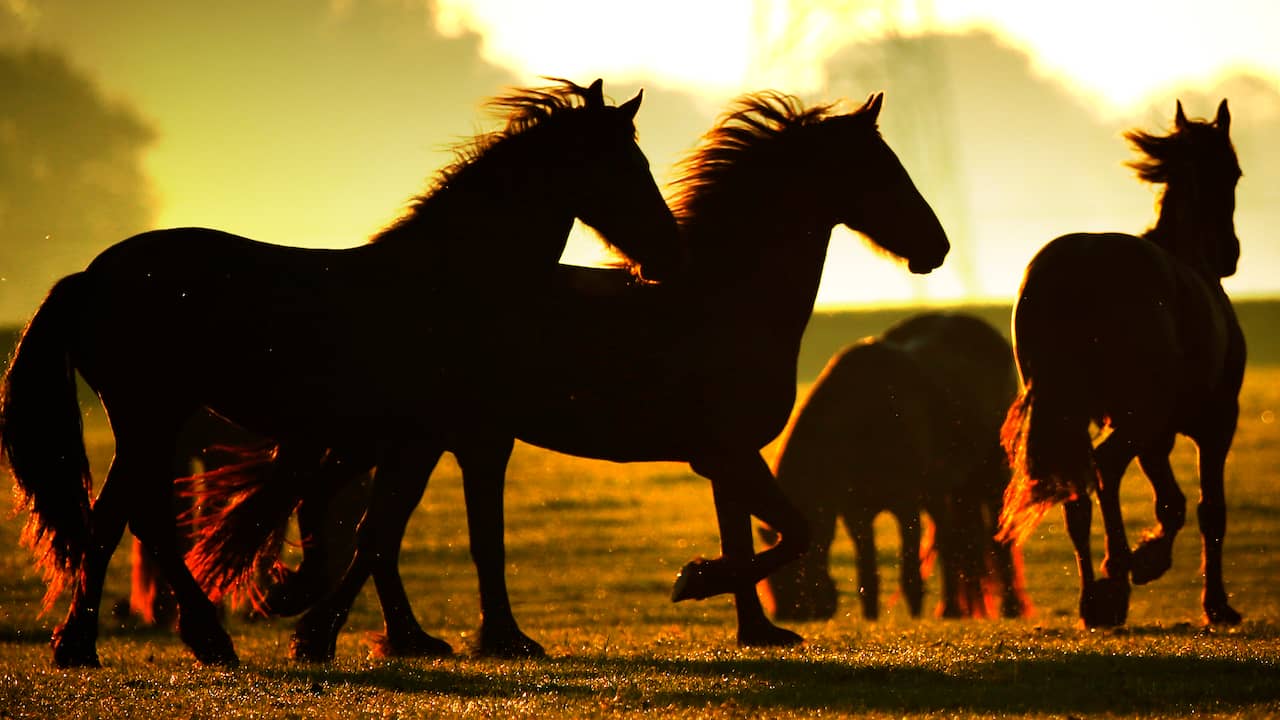 Paardenhandelaar Wagenberg verwaarloost opnieuw dieren
