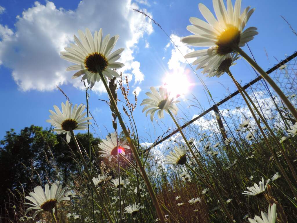 Margrieten in zonnig en zomers warm Mechelen bij 26 graden Celsius.