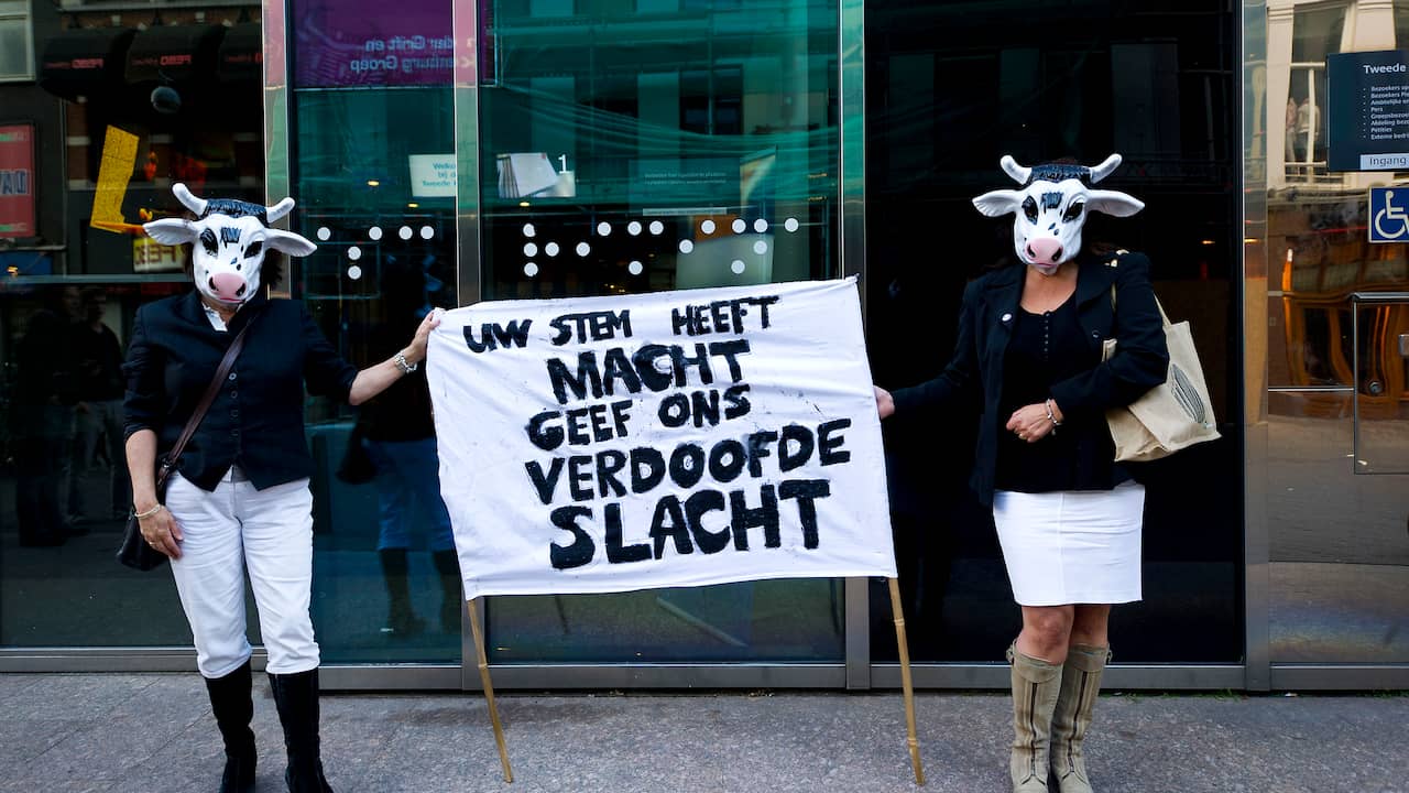 Joodse PvdA'ers strijden tegen verbod rituele slacht | Algemeen | NU.nl