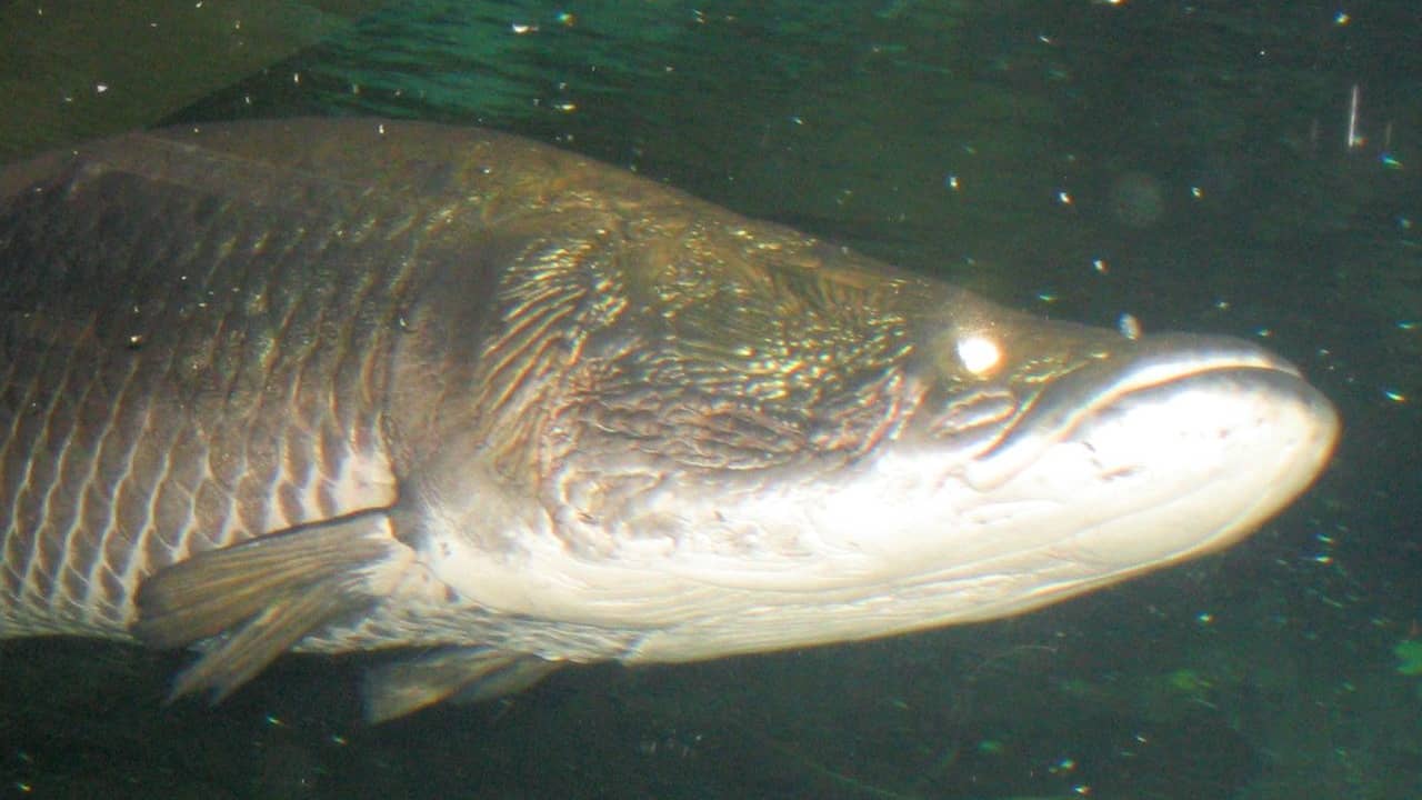 Arapaima
