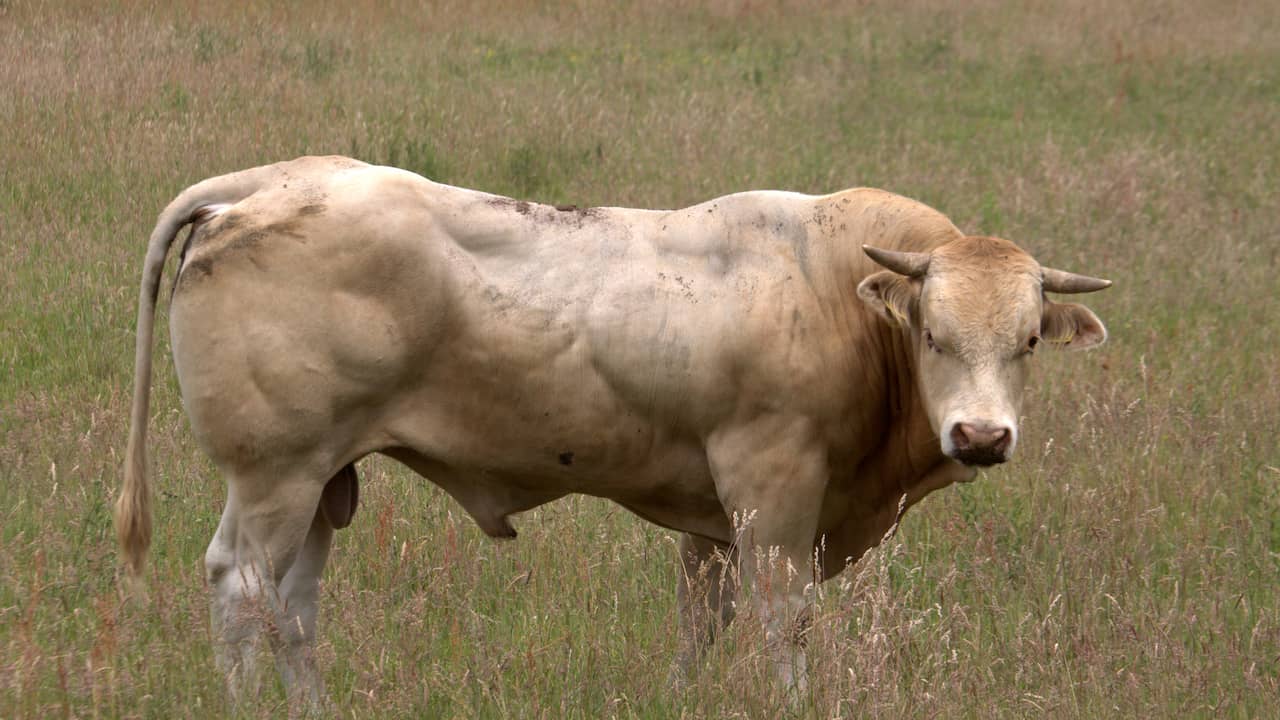 Ontsnapte stier raast door Sexbierum