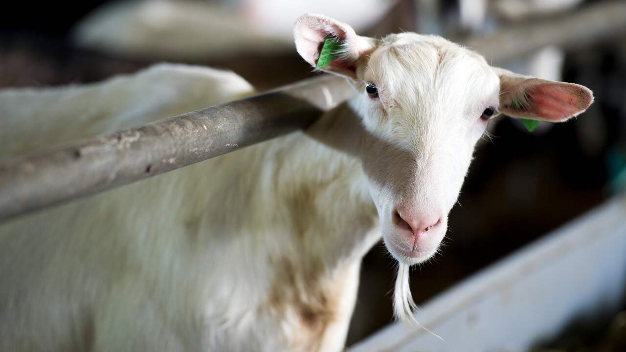 Honderden geiten dood door brand in stal