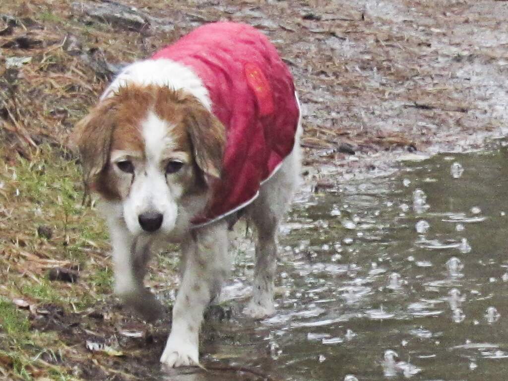 Het is vandaag kletsnat op dierendag