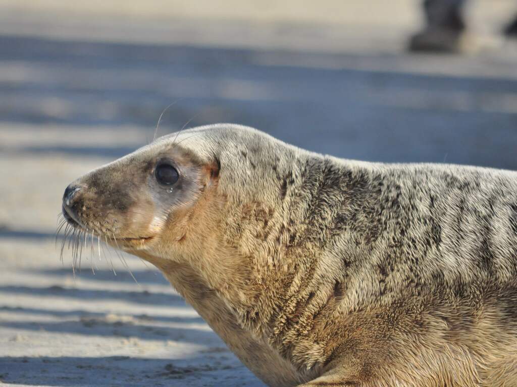RENESSE-Na een verblijf en verzorging van 3 á 4 maanden in zeehondencreche Pieterburen werden er 7 gezonde zeehonden in Renesse uitgezet.