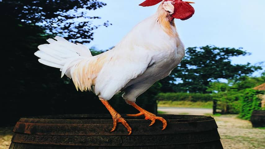 Haan kraait niet door zonsopkomst | Wetenschap | NU.nl