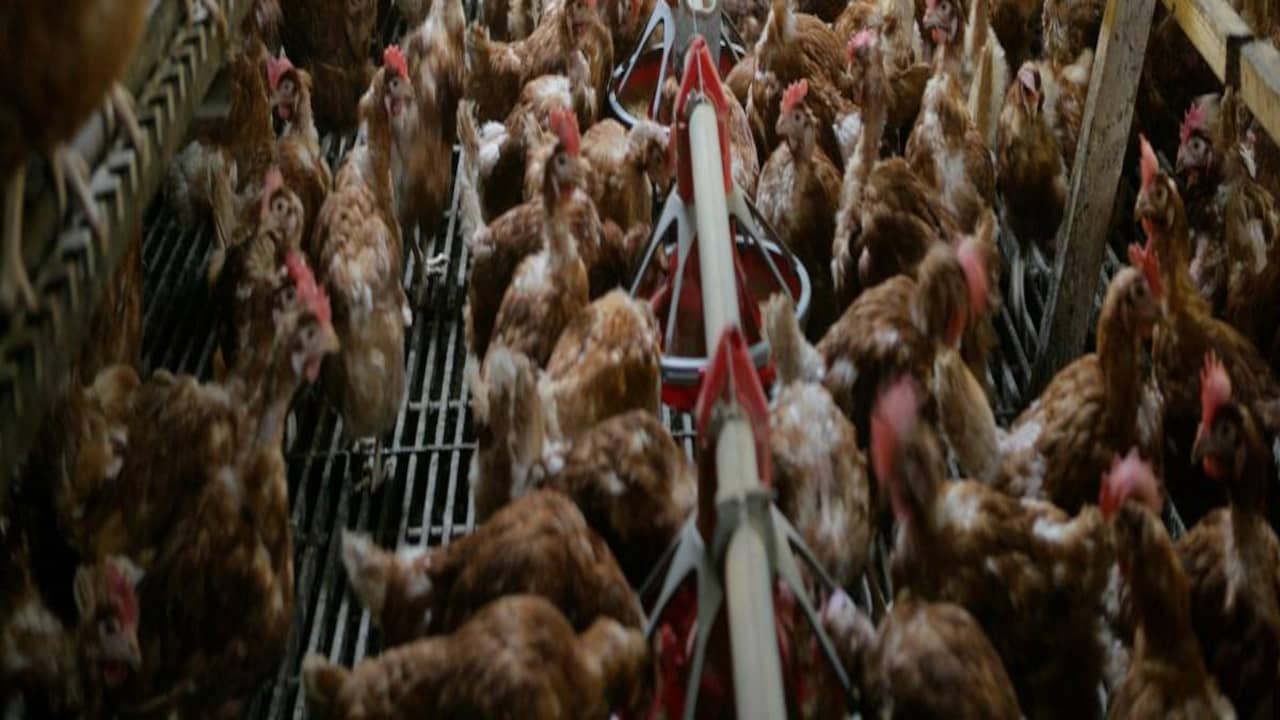 Vogelgriep Hekendorp 'ook voor mensen besmettelijk'